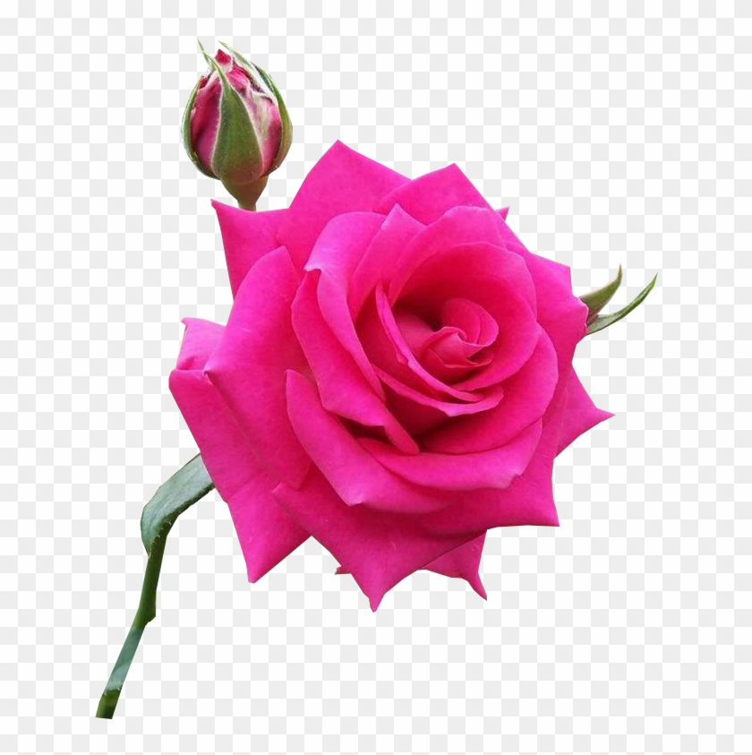 Flor Rosa Pink Png - Garden Roses Clipart #719462