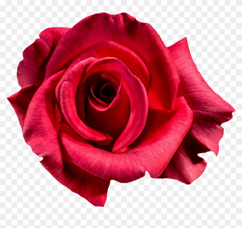 Rosa In Png - You Are More Beautiful Than A Rose Clipart