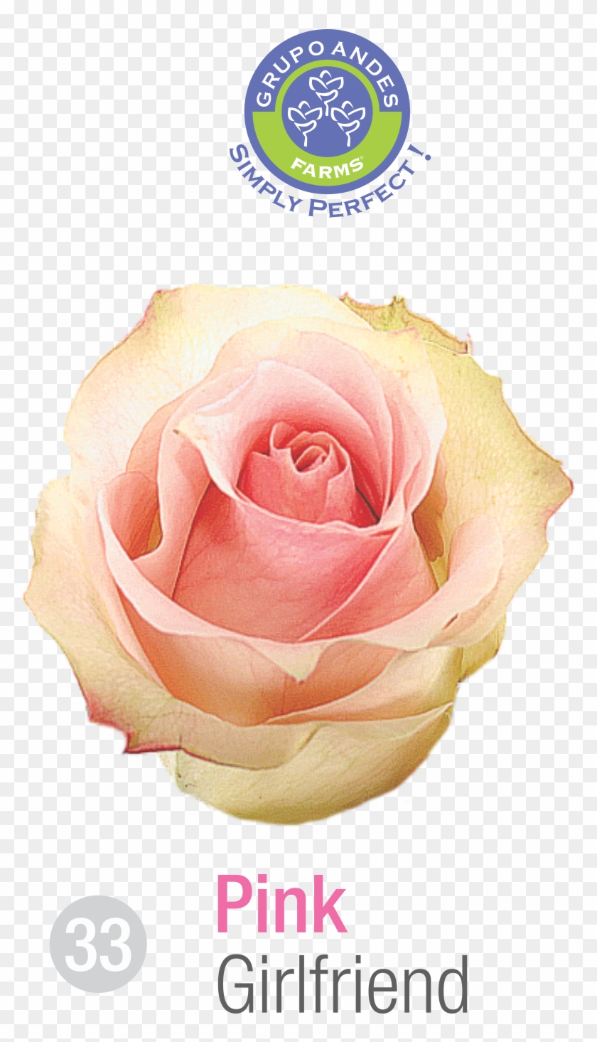 Rosa Variedad Girlfriend Grupo Andes Farms - Variedad De Rosa Salma Clipart