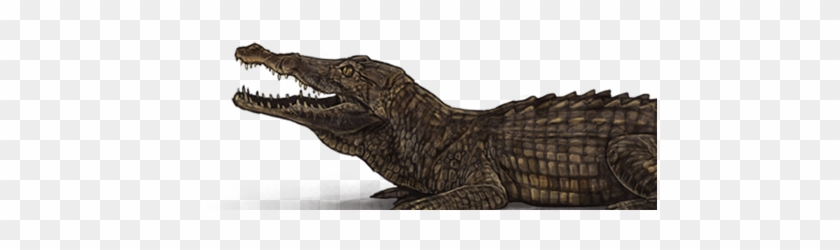 American Crocodile Clipart