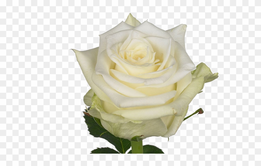 Png Rosa Bianca - Rosa Bianca Png Clipart #720620