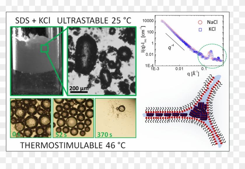 A Team Of Researchers At The Lps Of Université Paris-sud - Animal Clipart