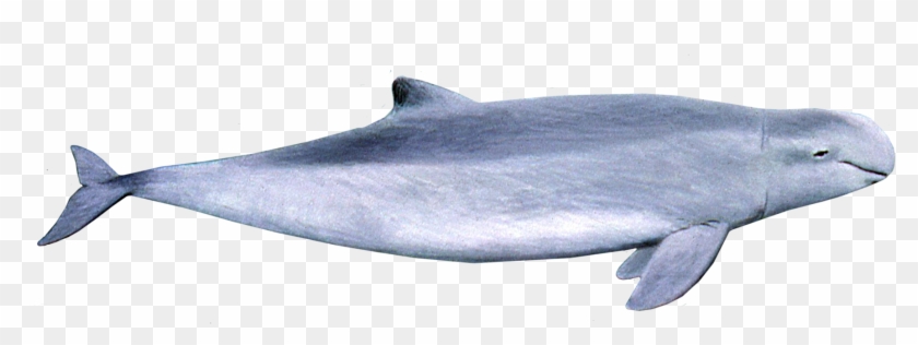 Irrawaddy Dolphin - Delfin Del Rio Irrawaddy Clipart #724314