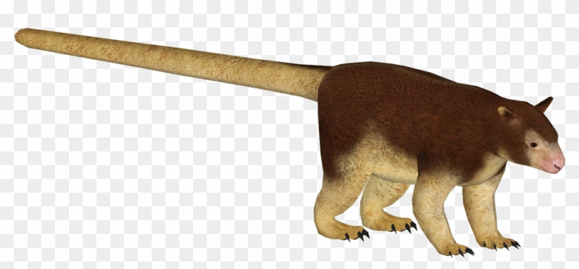 Png Tree Kangaroo - Puma Clipart