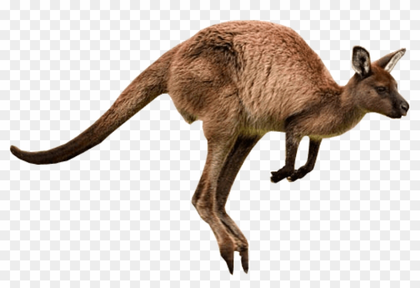 Download Kangaroo Jumps Png Images Background - Kangaroo Png Clipart #725976