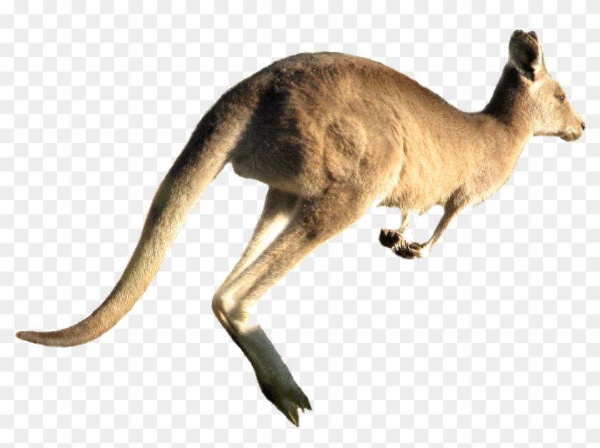 Kangaroo Jumping White Background Clipart #726049