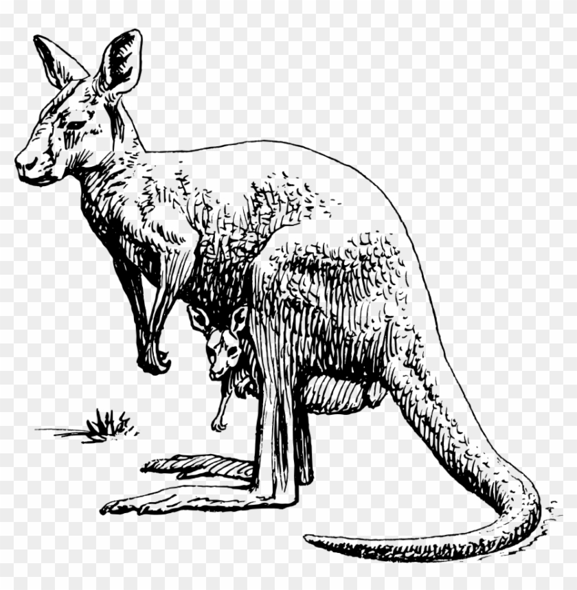 Kangaroo Png Clipart #726330