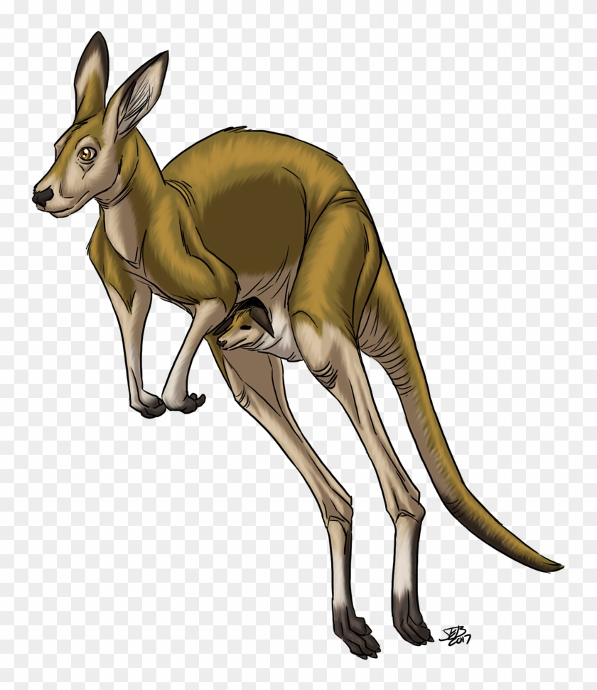 786 X 1017 0 - Kangaroo Clipart