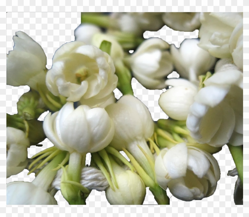 Source Of Attar Mist Motia Perfume Oil - Perfume Clipart