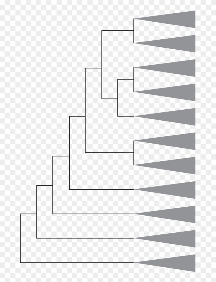 The Relationships Of Cyprinine Tribes, After Yang Et - Line Art Clipart #731307