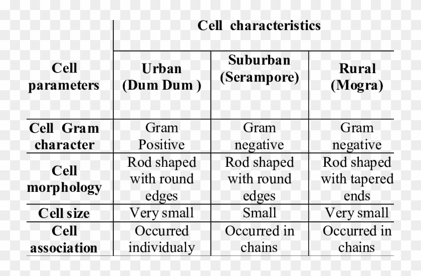 Gram Characteristics Of Isolates - Fc Tampa Rangers Clipart #732169
