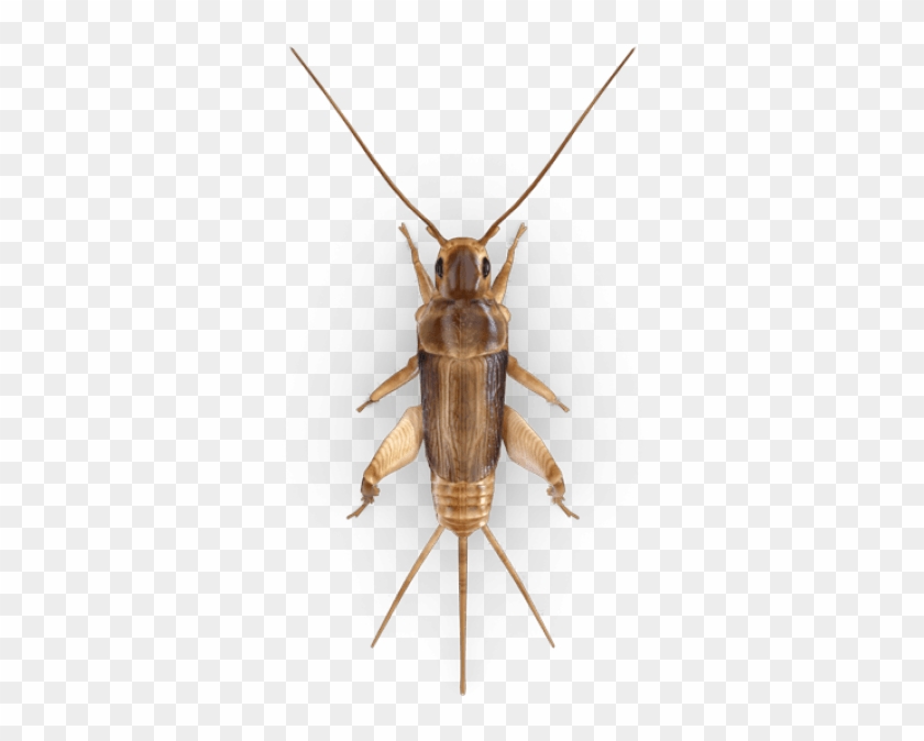 Free Png Download Cricket Insect Png Images Background - Cricket Clipart
