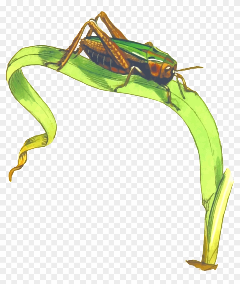 Cricket Insect Png Clipart - Grasshopper On Grass Clipart Transparent Png #734405