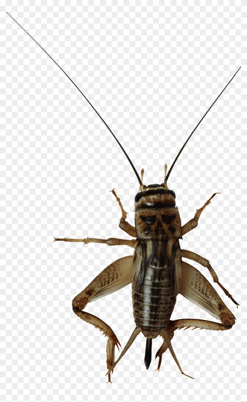 Png Download Png Image Purepng Free Cc Library - Cricket Bug Png Clipart