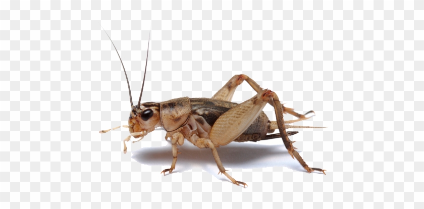 700 X 467 4 - Insect Cricket Clipart