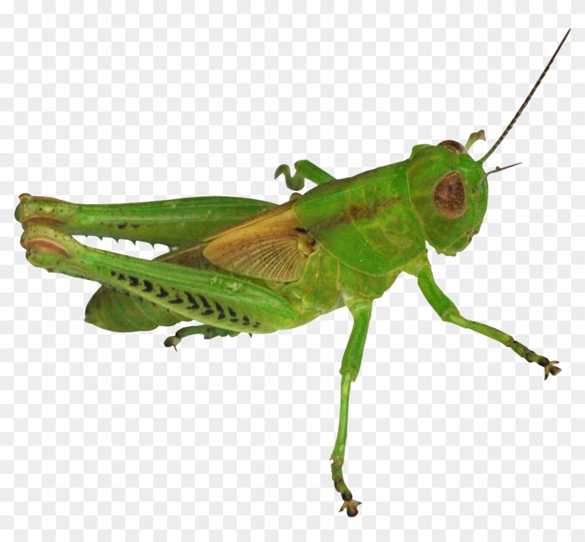 Clip Black And White Download Grasshopper Clipart Cricket - Grasshopper Png Transparent Png #735163