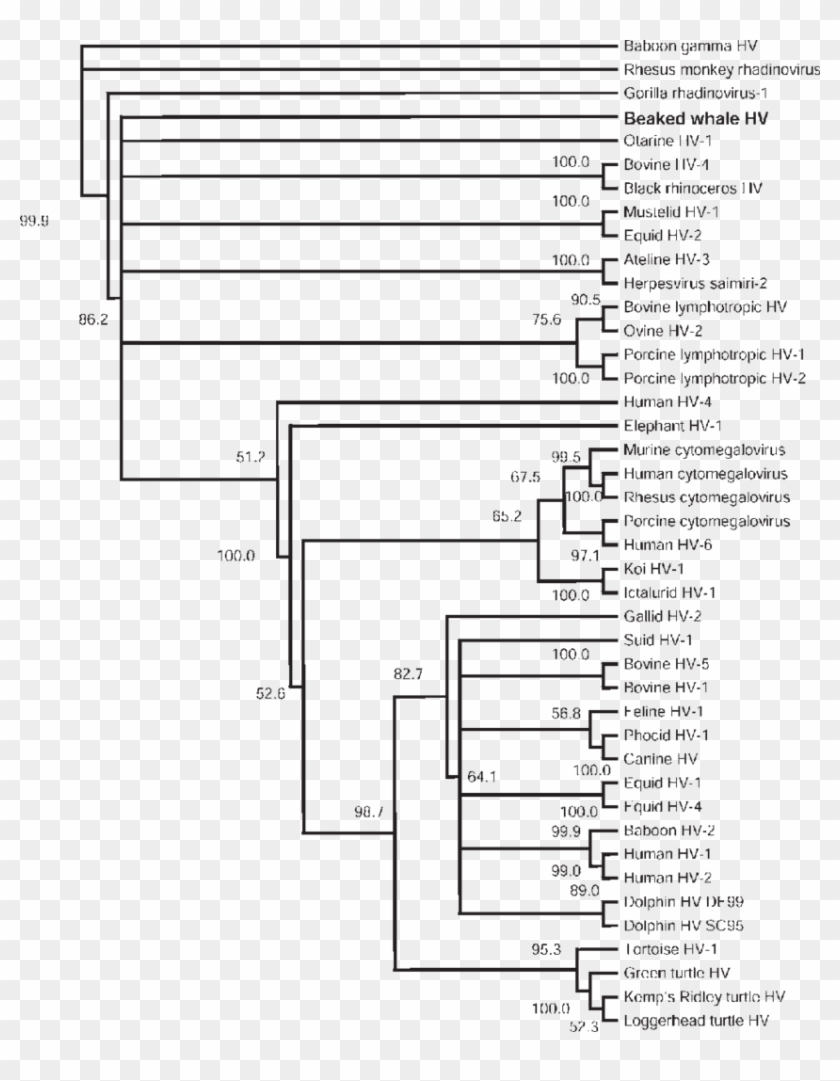 Cladogram Of Spiders Clipart