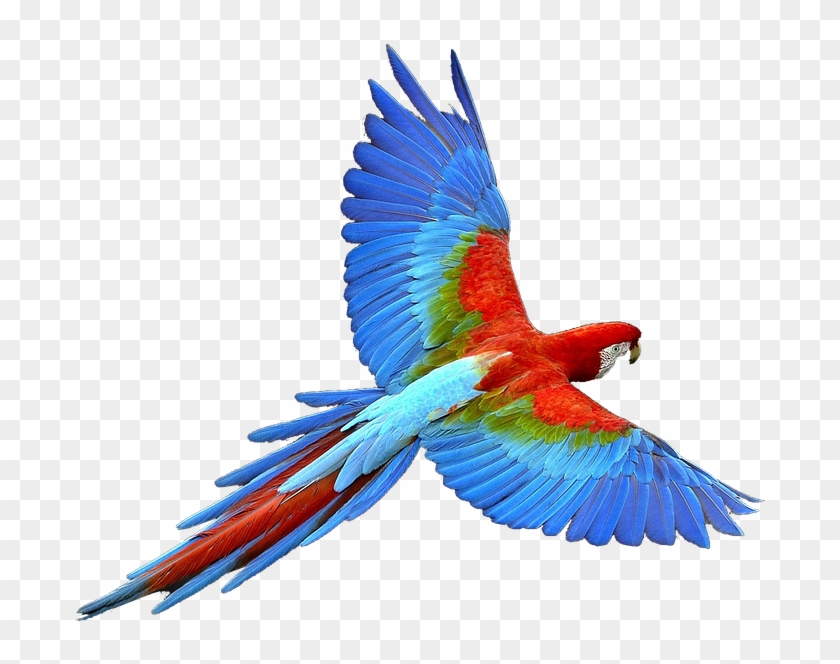 Colorful Flying Birds Png - Parrot Png Clipart #736811