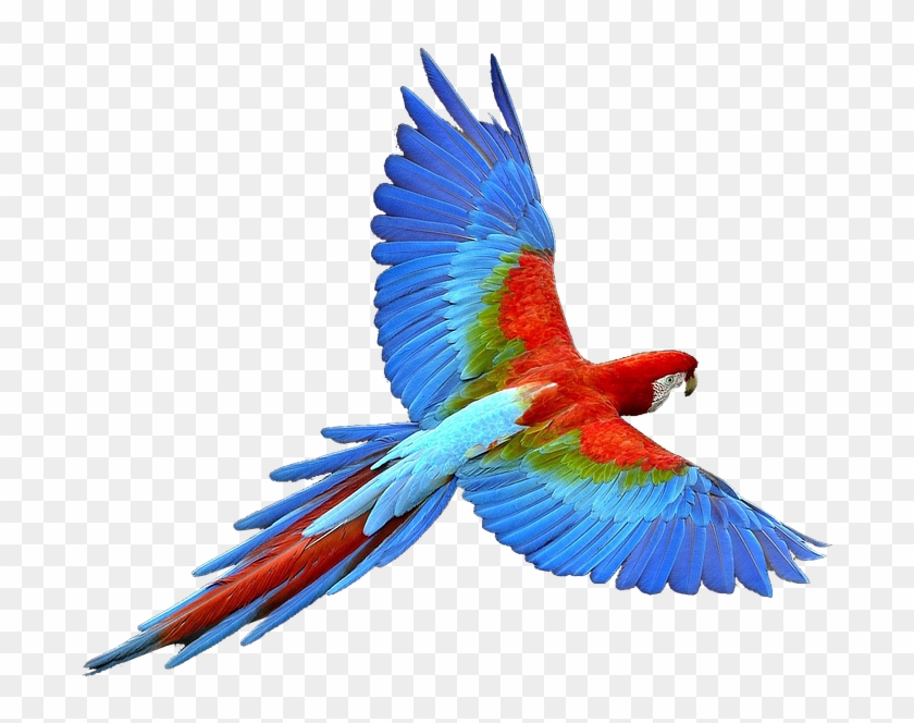 Colorful Flying Birds Png - Parrot Png Clipart