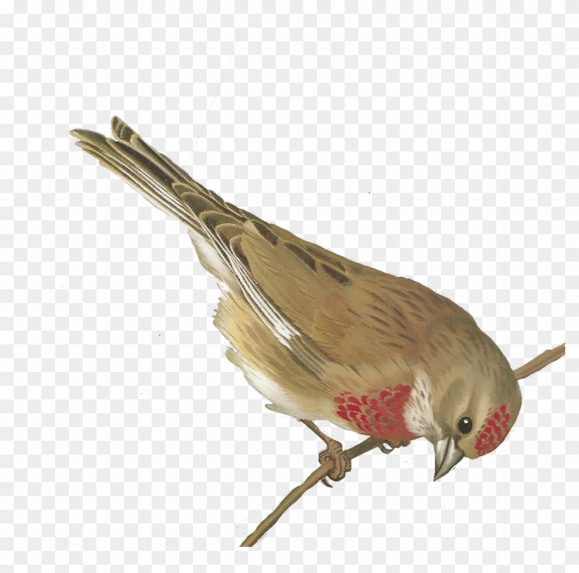 Free Bird Images - Free Bird Prints Clipart