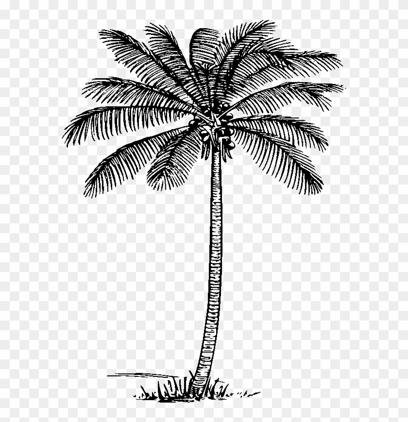 Graphic Royalty Free Download Palm Trees Clipart Black - Coconut - Png Download