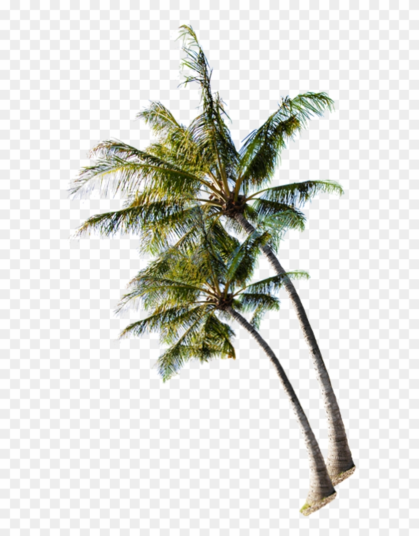 Summer Coconut On Tree The Beach Clipart - Coconut Trees Images Download - Png Download