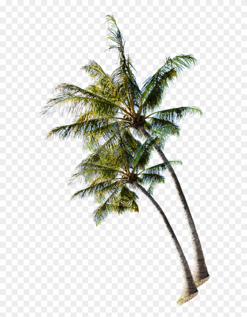 Summer Coconut On Tree The Beach Clipart - Coconut Trees Images Download - Png Download #739006