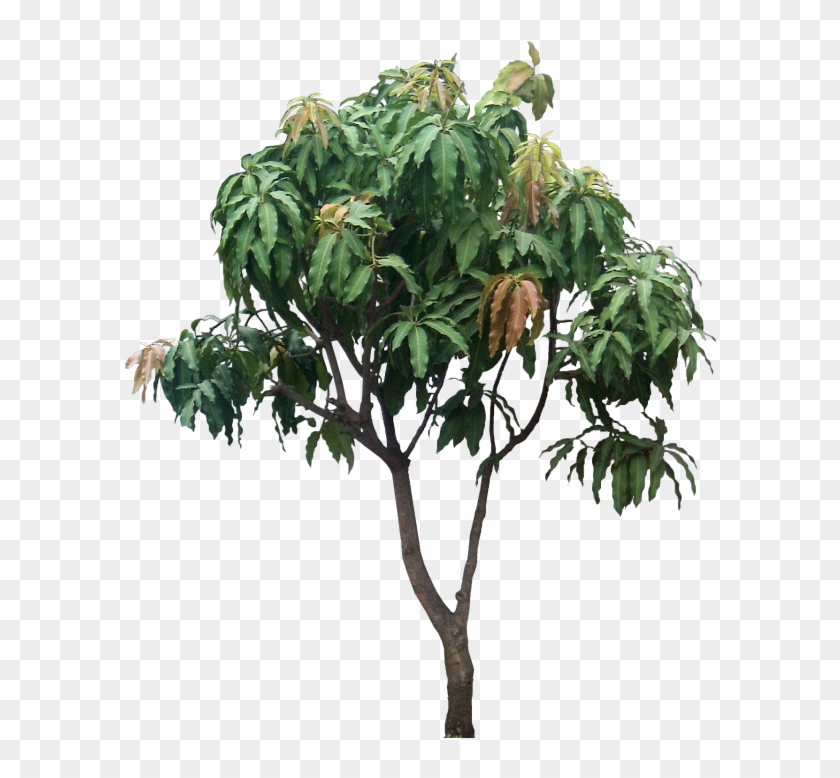 Mangifera Indica, Small Tree - Mango Tree Png Hd Clipart #740290