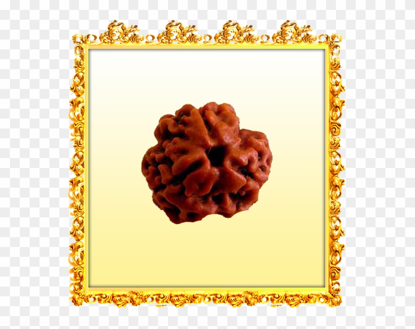 Buy 3 Mukhi Rudraksha Online - Trimukhi Rudraksha Clipart