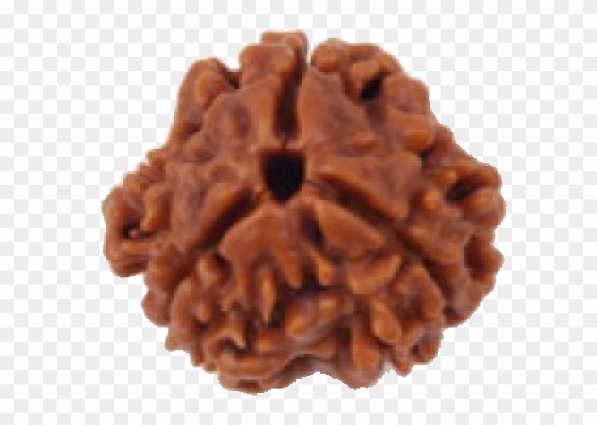 3 Mukhi - Teen Mukhi Rudraksha Clipart #741011