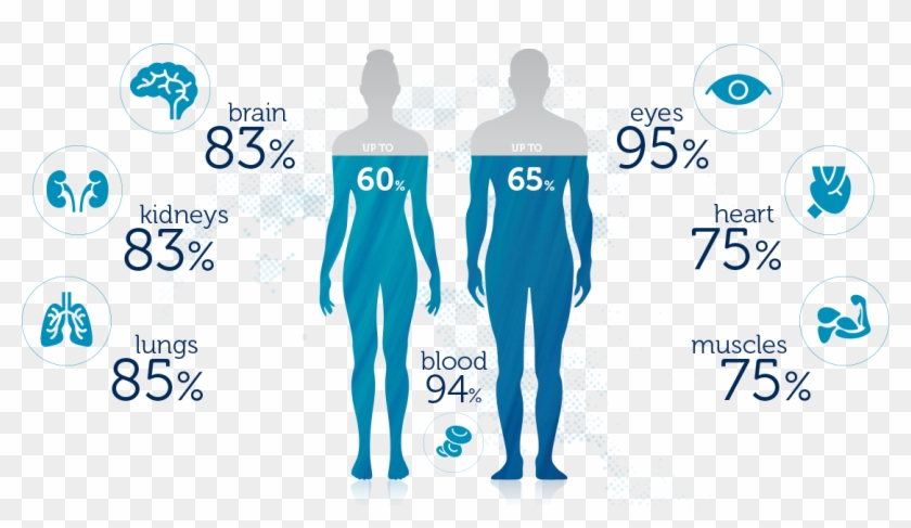 If I Drink More Water, Will I Lose Weight - Water In Body Percentage Clipart #743279