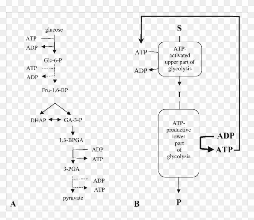The Dangerous Turbo Design Of Glycolysis - Turbo Design Of Glycolysis Clipart