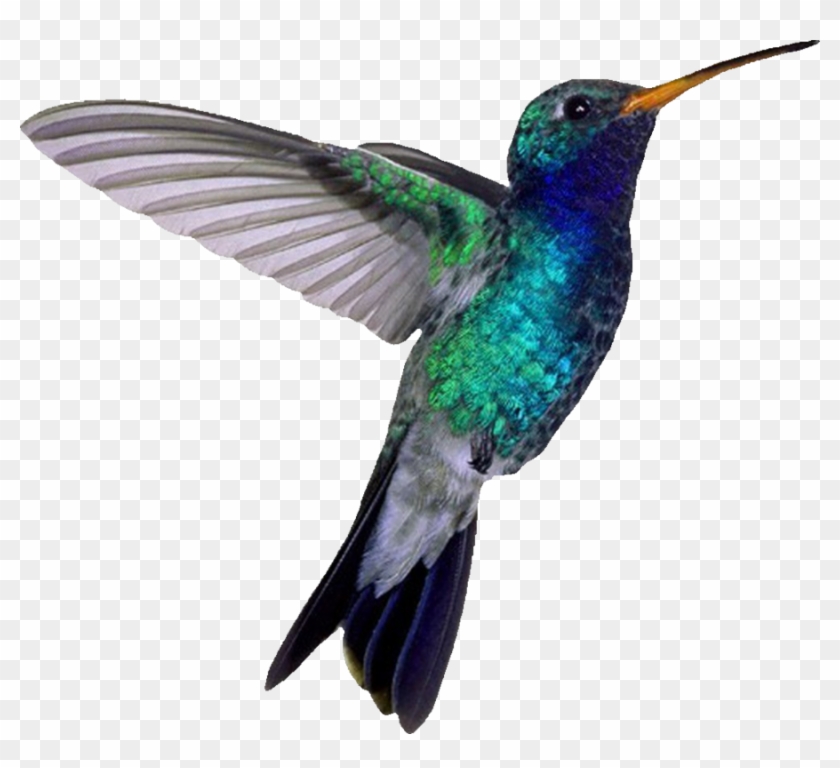 Blue-throated Hummingbird By Modestgoddess Pluspng - Hummingbird Png Clipart #746081