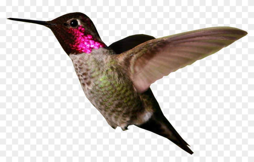 Hummingbird Png Photo - Ruby Throated Hummingbird Png Clipart #746107
