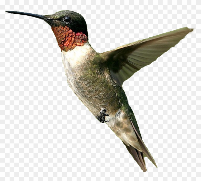 Hummingbird Png File - Ruby Throated Hummingbird Png Clipart #746187
