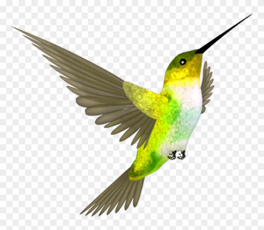 Coraciiformes Clipart #746206