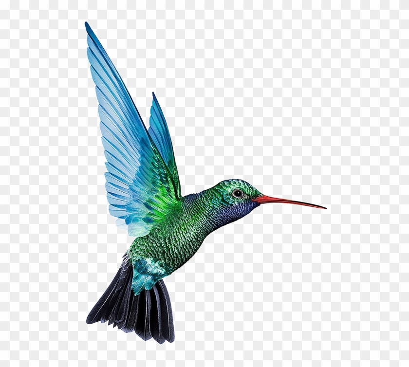 Hummingbird Png Free Download Clipart