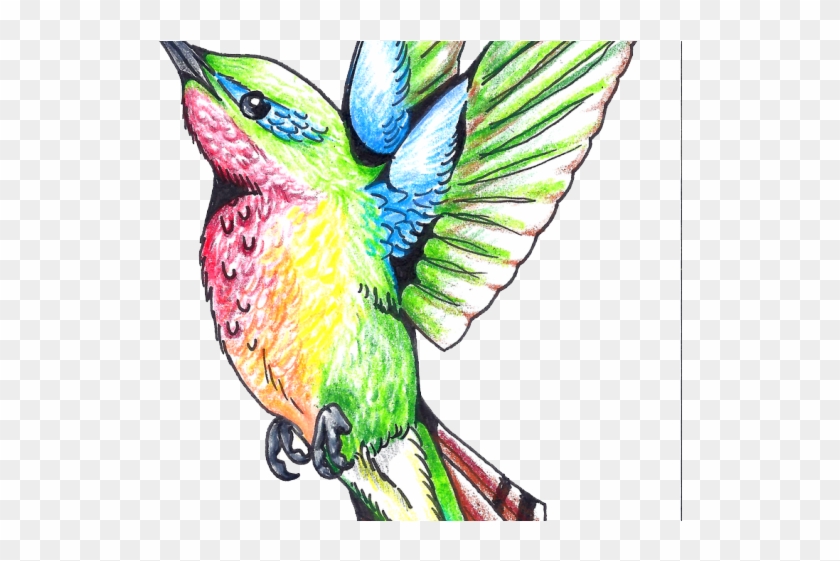 Hummingbird Png Transparent Images - Drawing Clipart #746823