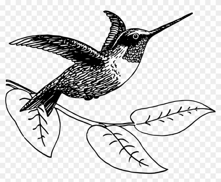 Drawn Hummingbird Png Transparent - Hummingbird Picture Black And White Clipart #747007