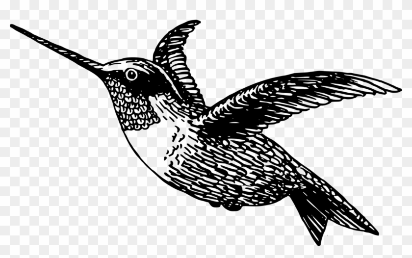 Black-chinned Hummingbird Drawing Black And White - Black And White Hummingbird Vector Clipart #747039