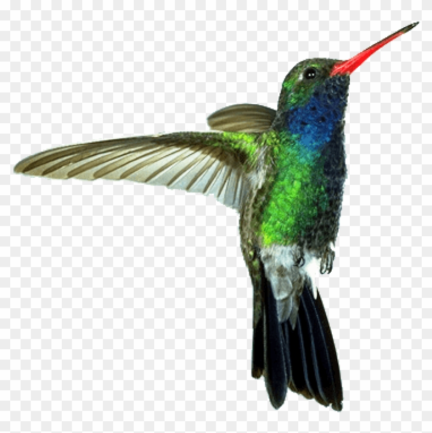 Free Png Download Hummingbird Red Green Png Images - Humming Bird Png Clipart #747170