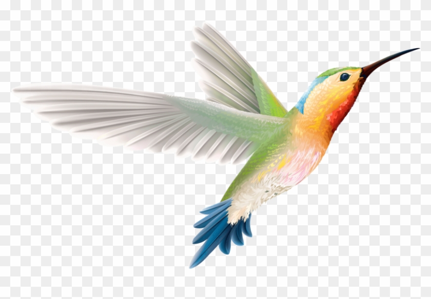 Free Png Download Hummingbird Art Png Images Background - Ruby-throated Hummingbird Clipart