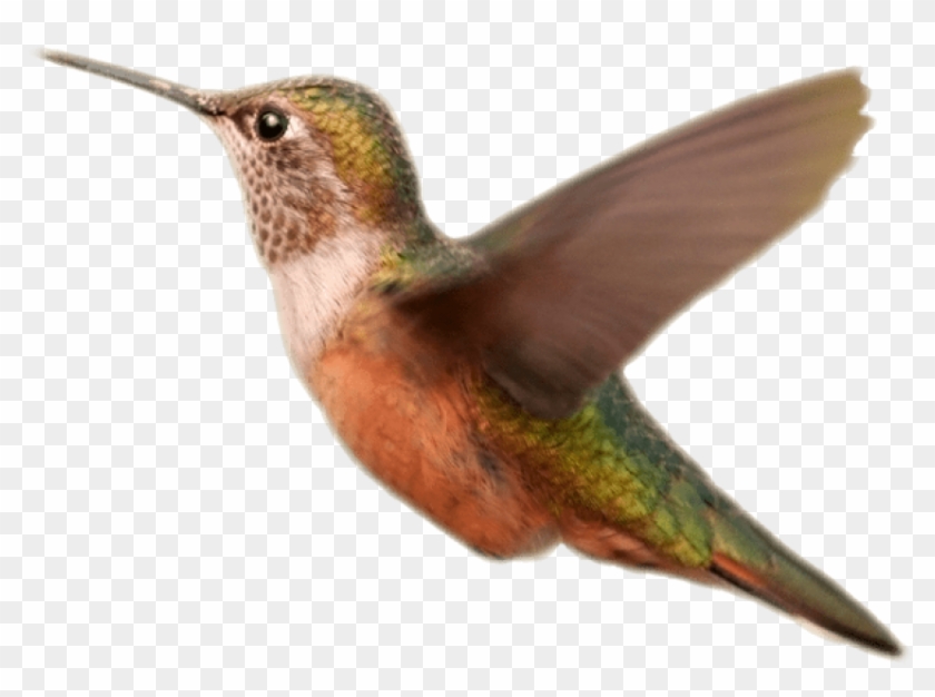 Free Png Download Hummingbird Orange Transparent Background - Hummingbird Orange Transparent Background Clipart
