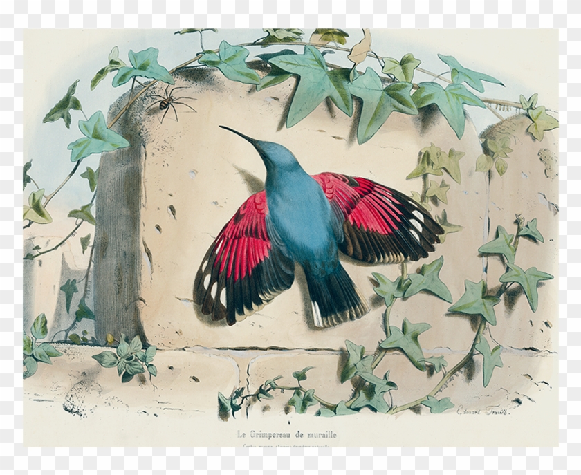 Hummingbird Clipart