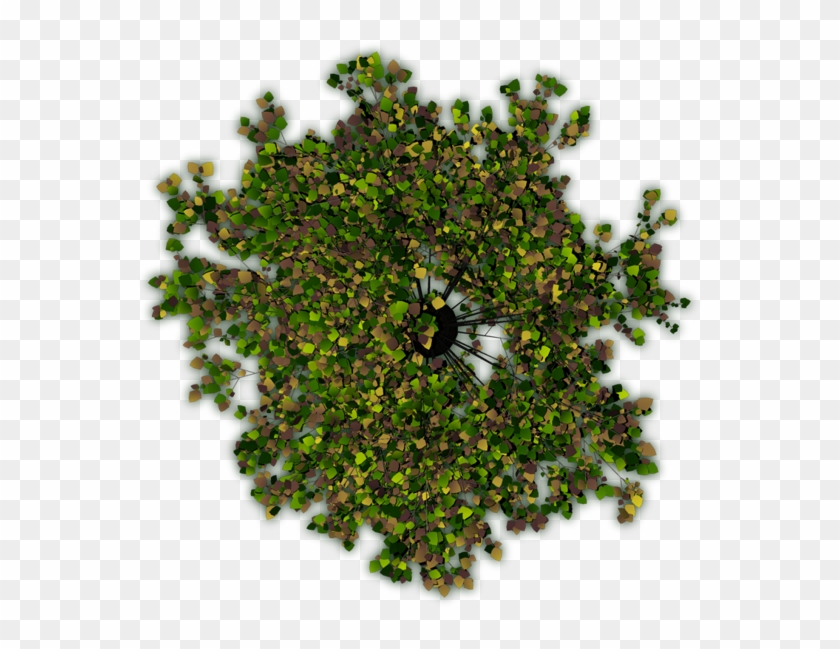 The First One Is Crap, Because Of The Hard Shadows - Tree From The Top Photoshop Clipart #749773