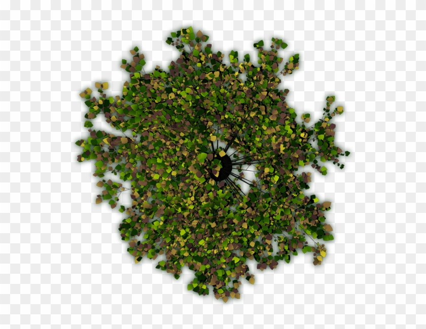 The First One Is Crap, Because Of The Hard Shadows - Tree From The Top Photoshop Clipart