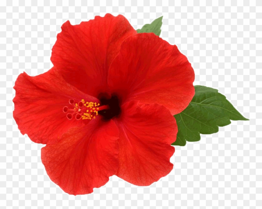 Hibiscus Flower Png - Hibiscus Png Clipart #749957