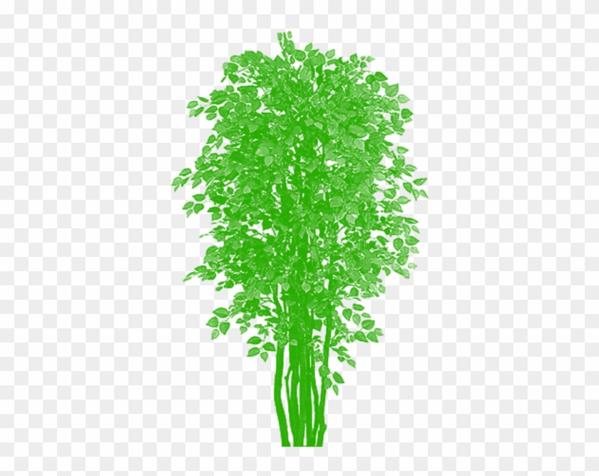Tree Clipart Png Plan - Plants Transparent Png #750056