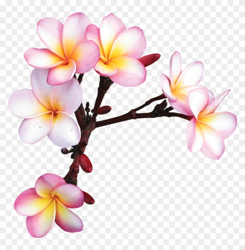 Фотки Exotic Flowers, Tropical Flowers, Colorful Flowers, Clipart