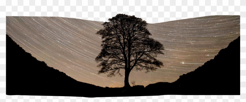 Ben Bush Exhibition - Mexican Pinyon Clipart